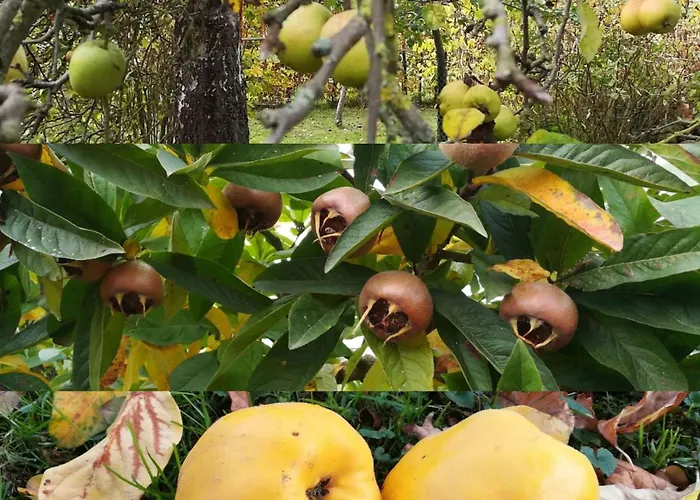 Janet Ratschkowski By Interhome Holiday home Barth